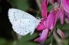 247009 – Photo : Lidine – France (67)
